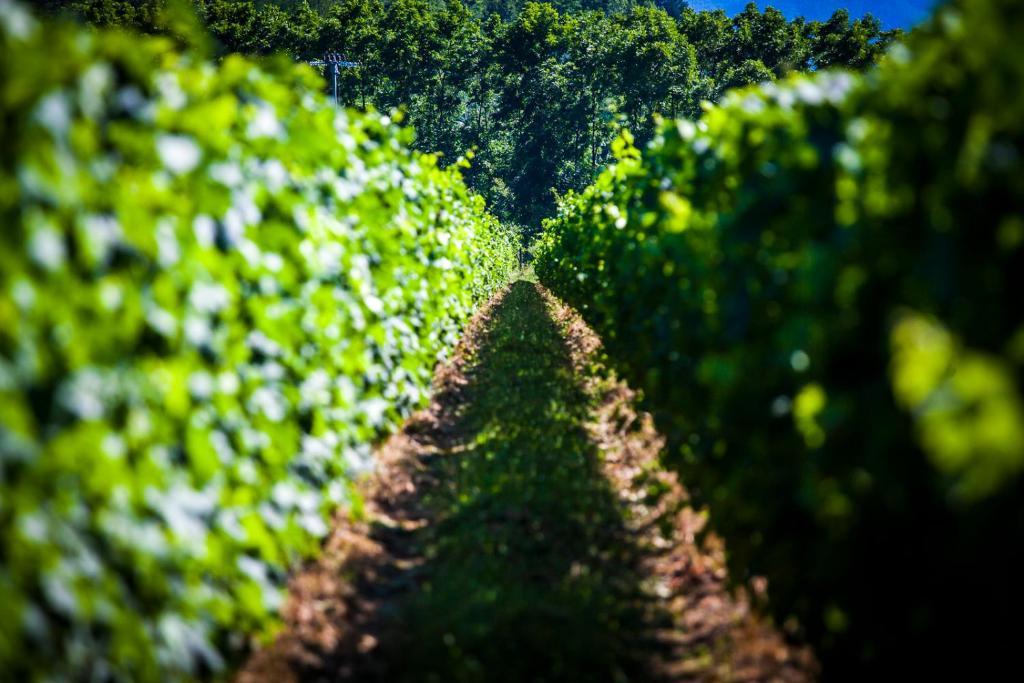Agriturismo Casteldelpiano Licciana Nardi Екстериор снимка